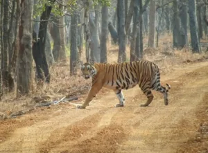 Amrabad Tiger Reserve