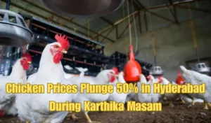 Chicken Prices Plunge 50% in Hyderabad During Karthika Masam