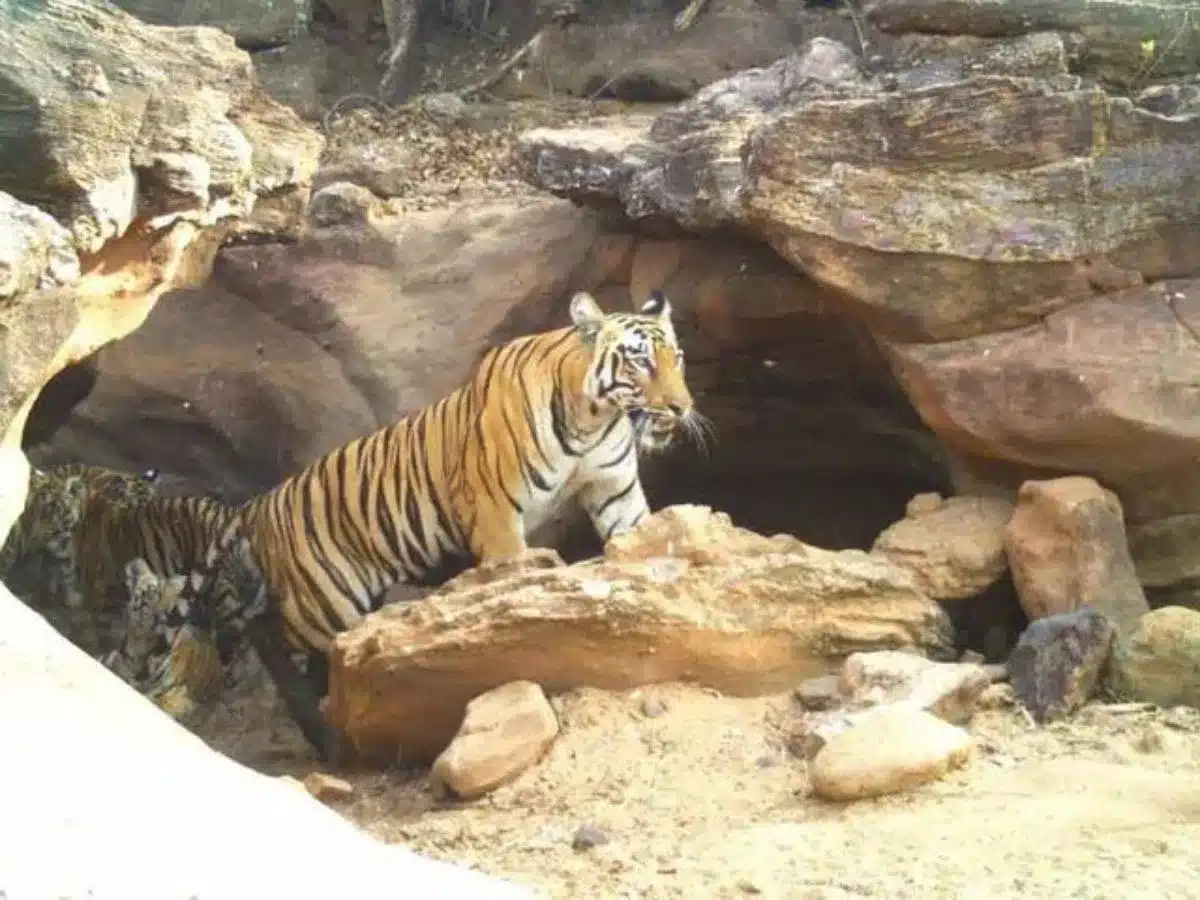 Andhra Pradesh Tiger Rescue Freed After 10 Days