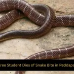 Degree Student Dies of Snake Bite in Peddapalli Degree Student Dies of Snake Bite in Peddapalli