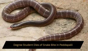 Degree Student Dies of Snake Bite in Peddapalli Degree Student Dies of Snake Bite in Peddapalli